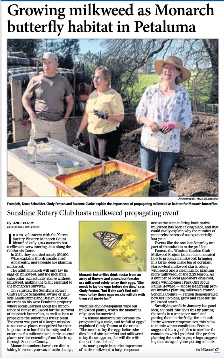 PWC Member Suzanne Clarke saves Monarch Butterflies